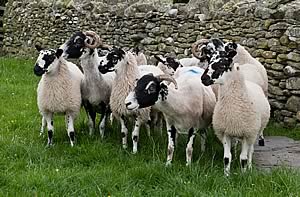 Swaledale ewes with Mule lambs