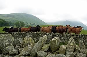 Limousin cross suckled calves