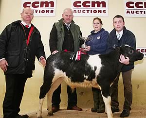 Christmas calf show champion at Skipton