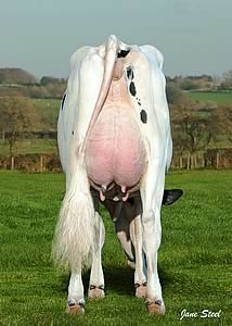 Million daughter: Hillhead Million Margot VG87