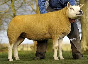 Tamnamoney Northern Stars 11,000gns gimmer