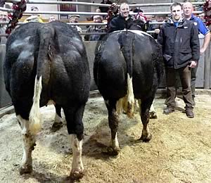 Skipton Christmas cull cows