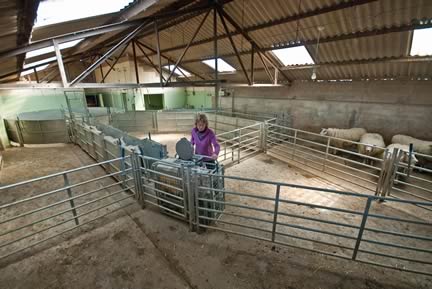 Sheep Handling System