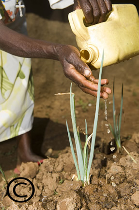 Watering Crops Sparingly