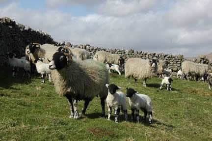Swaledale Ewes & Lambs