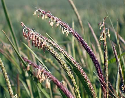 BlackGrass