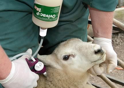The new MSD Animal Health vaccinators incorporate the Sterimatic system.