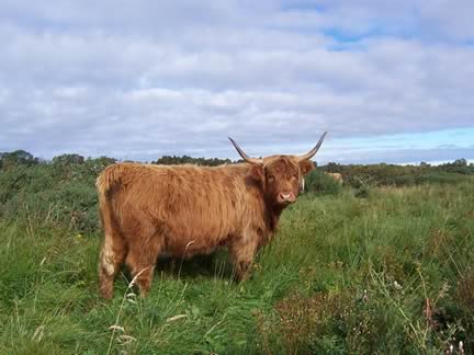 Highland Cow