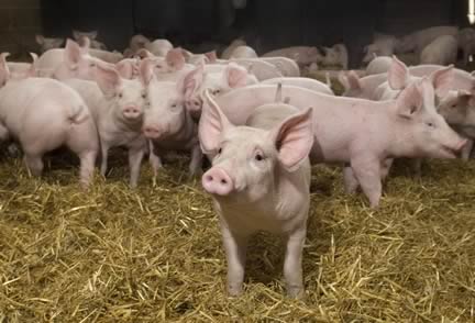 Pigs in Straw