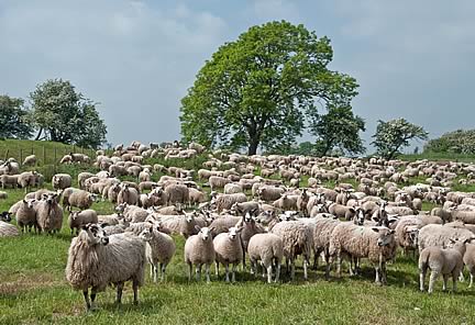 sheep in field
