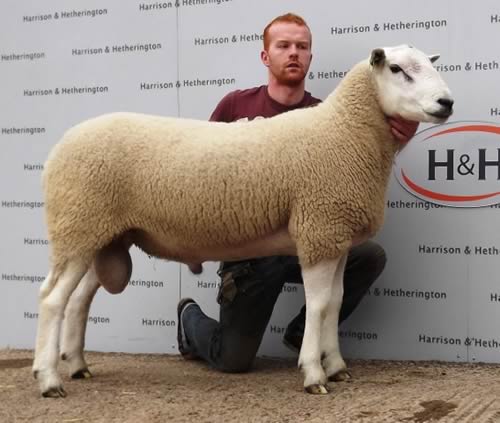 Champion Ram - DN Bennett & Son - Plasucha Bart Top Price 6000gns