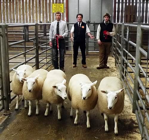 Champion Females - Ewe Lambs - Farmstock Genetics £250