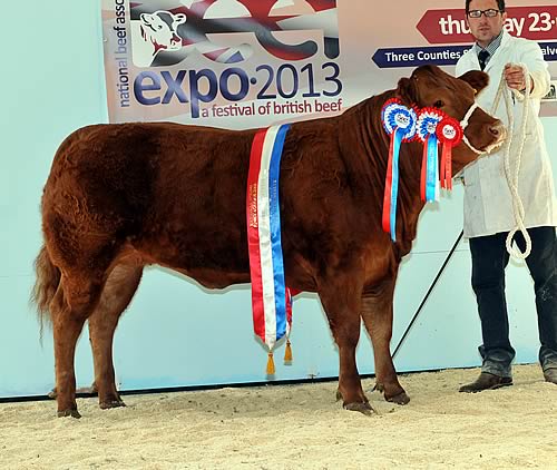 Beef Expo 2013 Champion