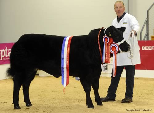 2012 Supreme Champion - Black Beauty from Tecwyn Jones