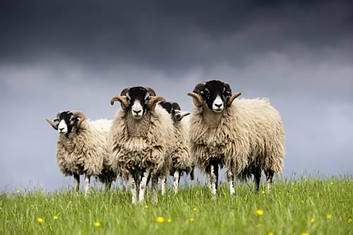 swaledale sheep