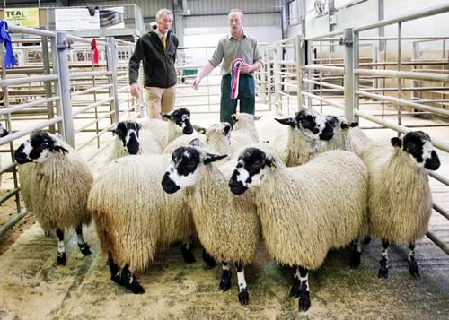 David Verity, right, and judge John Liddle with the first prize pen of ten Masham gimmer lambs, which also achieved the day’s top price