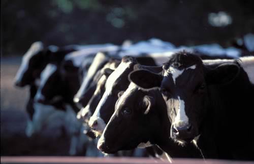 Dairy cattle