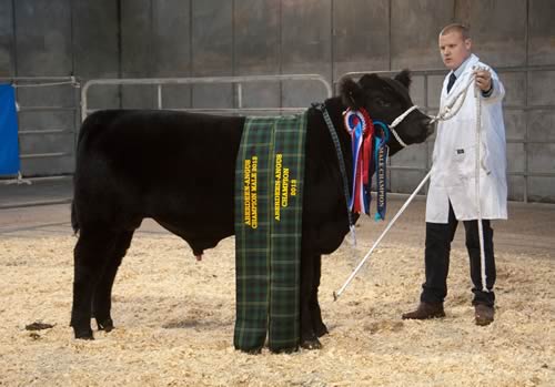 Champion calf at the Southern England Calf Show was Rull Eon N150 from Ed and Claire Jones, Collumpton, Devon, with Ian Dowlman at the halter.