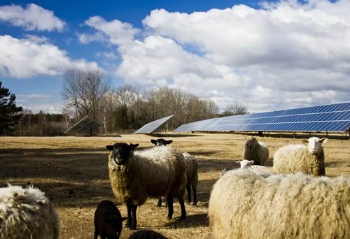 Solar Farm With Sheep Grazing