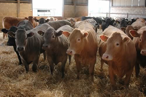 Beef Cattle
