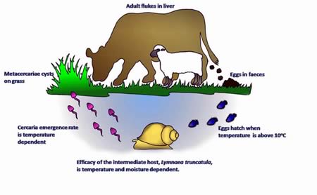 Liver Fluke