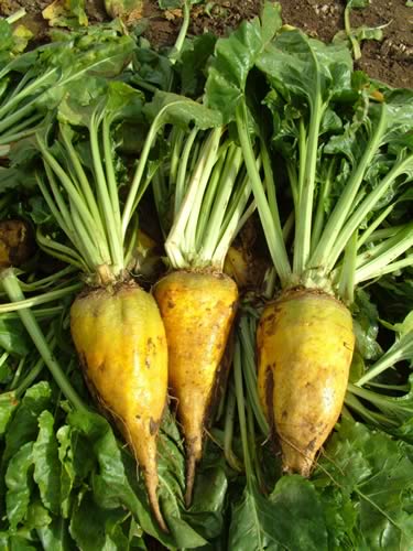 Robbos F Beet high DM yields