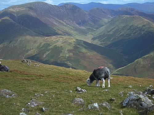A Herdwick grazing on High Stile Ridge
