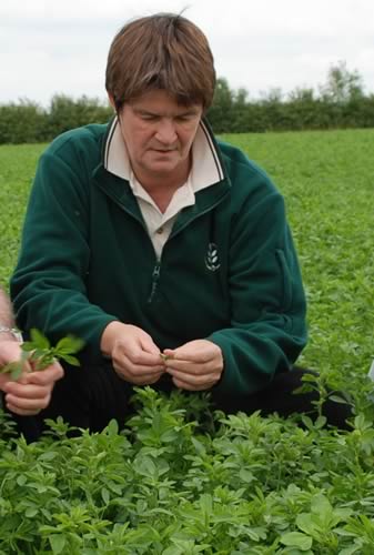 Helen Mathieu inspecting lucerne