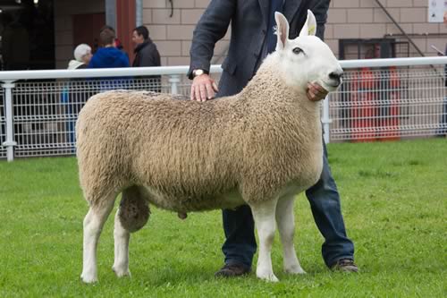 Top Price 7,000gns Border Leicester from James Brown
