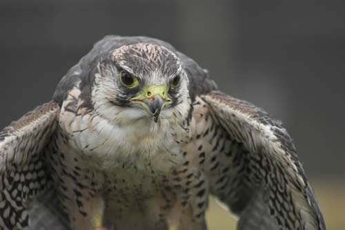 Peregrine Falcon
