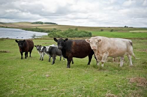 Whitebred Shorthorn Bull and Galloway Cows