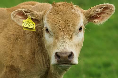 cow