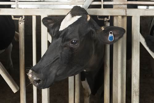 SenseTime is the first cow monitoring system to offer a choice of neck tags (the cSenseTM Flex Tag) or intelligent ear tags (eSenseTM Flex Tag).