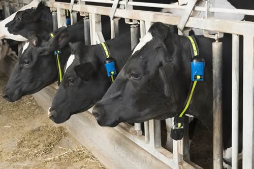 SenseTime is the first cow monitoring system to offer a choice of neck tags (the cSenseTM Flex Tag) or intelligent ear tags (eSenseTM Flex Tag).