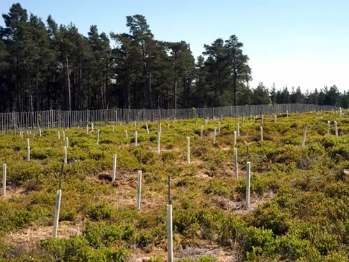 Tree planting