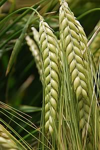 winter feed barley variety Suzuka