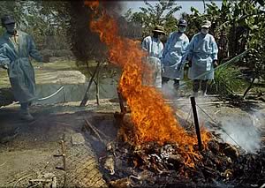 After dying of avian flu or being culled, chicken carcasses are burned at a farm in Vietnam.