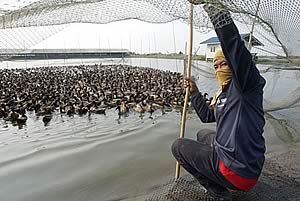 Duck farm in Thailand with newly installed net to keep ducks and wild birds apart, a measure against spread of the avian flu virus.