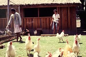 chickens in africa