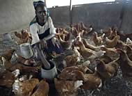 chickens in nigeria