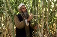 Sugar cane in Afghanistan