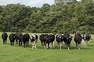 dairy bulls