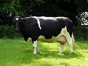 friesian cow