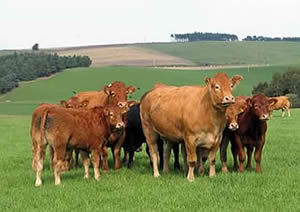 limousin calves