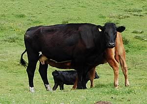 cow and calf