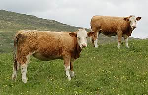 simmental x beef cattle