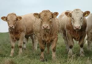 charolais cattle