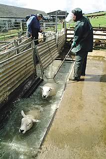 sheep dipping