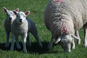 ewe & lambs