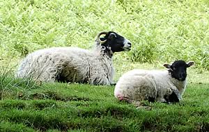 Shearing costs are around £1 per ewe